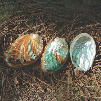 2db 6-7cm Abalone kagyló természetes kagyló DIY kézzel készített anyag fotózás, kellékek