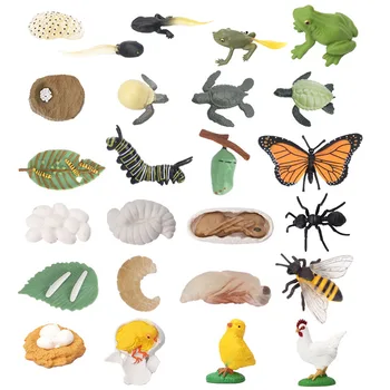 Montessori Biológia Anyagok Stimuláció Állati Modellek akciófigurák életciklus Tanulási Források Oktatási Játékok D2464H