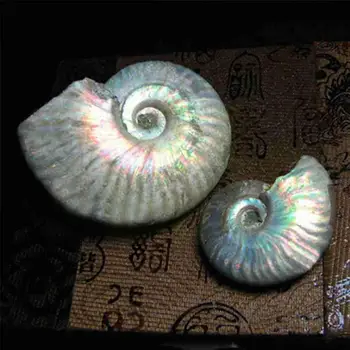 Színes Csiga Fosszilis Fény Ammonite Fosszilis Shell Színes Fosszilis Gyűjtemény Példány Dekoratív Ásványi Shell Haza Q5F6